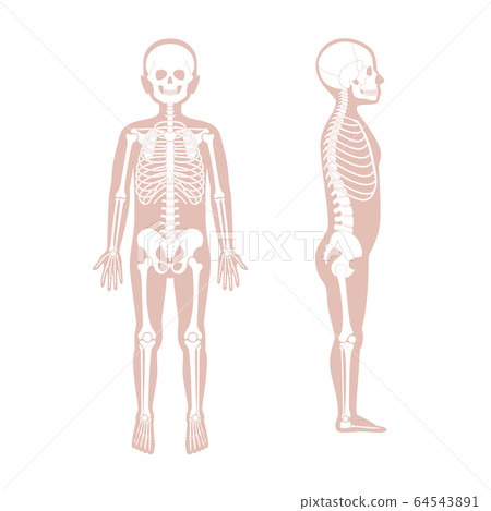 Child boy skeleton anatomy vector 64543891
