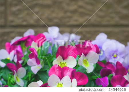 Garden viola 2 Garden viola 2 64544026
