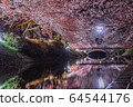 Illuminated cherry blossoms around Toyama and Matsukawa 64544176