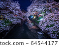 Illuminated cherry blossoms around Toyama and Matsukawa 64544177
