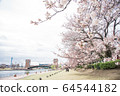 Toyama / Kansui Park and cherry blossoms 64544182
