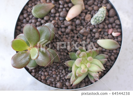 多汁的種植 64544238