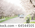Car driving between cherry trees 64544505