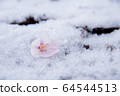 Cherry blossom petals falling on snow 64544513