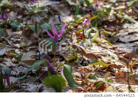 在山上盛開的片栗花 64544523