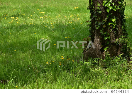 春天風景，蒲公英盛開的公園，三菱丘公園 64544524