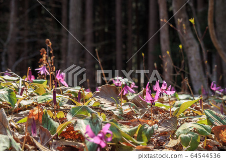 Flower of katakuri that blooms in the mountains Flower of katakuri that blooms in the mountains 64544536