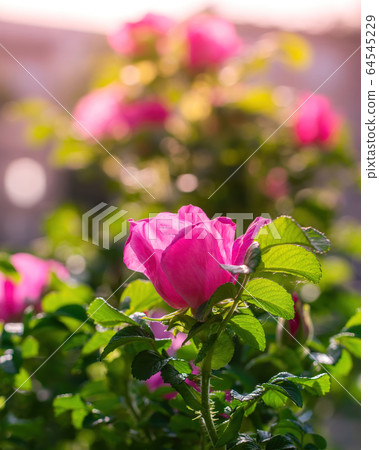 Blooming pink wild rose spring day Blooming pink wild rose spring day 64545229