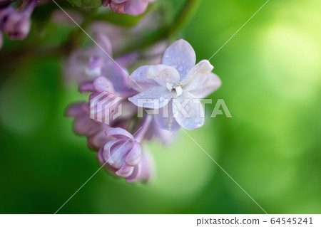 Branch of blossoming lilac on a sunny day Branch of blossoming lilac on a sunny day 64545241