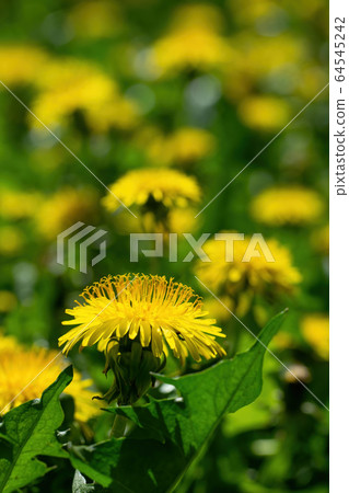 Dandelions on a blurred background 64545242