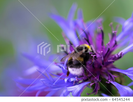 Bee collects flower nectar of cornflower 64545244