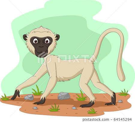 animal, monkey, vector 64545294