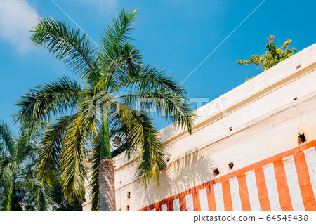 Palm tree under blue sky in Madurai, India Palm tree under blue sky in Madurai, India 64545438
