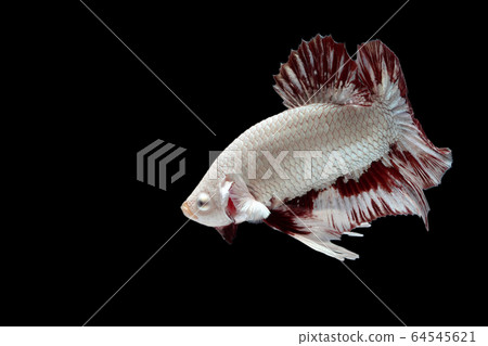 Aggressive fighting fish on black background. 64545621
