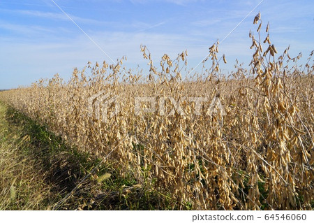 Scene of soybean field Kansas, USA Scene of soybean field Kansas, USA 64546060