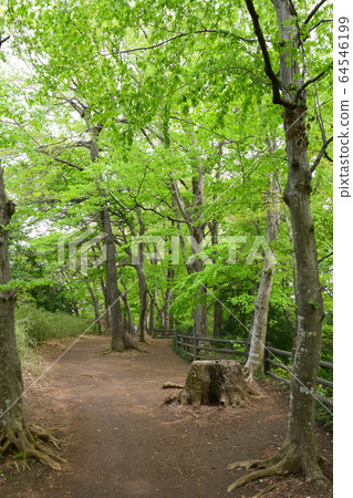 玉川上水長廊 64546199