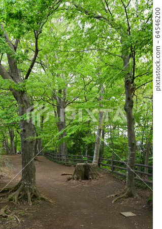 玉川上水長廊 64546200