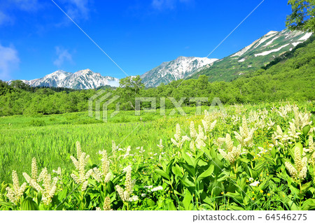 Kobayashi and Hakuba Sanzan in Tsugaike Nature Park Kobayashi and Hakuba Sanzan in Tsugaike Nature Park 64546275
