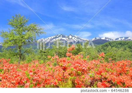 黃芪杜鵑花和Norikura山 64546286