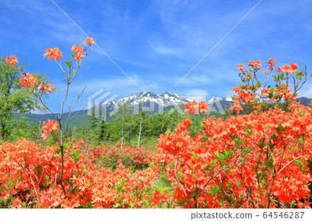 黃芪杜鵑花和Norikura山 64546287