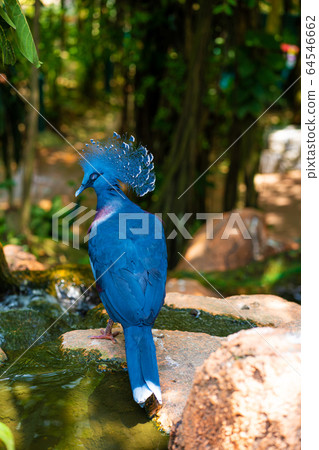 Unusual Crowned Pigeon in a green park. beauty of Unusual Crowned Pigeon in a green park. beauty of 64546662