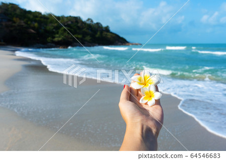 First-person view, the girl holds a frangipani 64546683