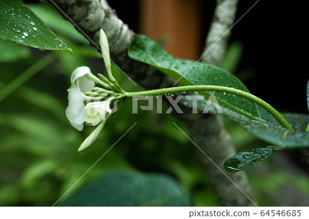 Closeup frangipani flower with raindrops on Closeup frangipani flower with raindrops on 64546685