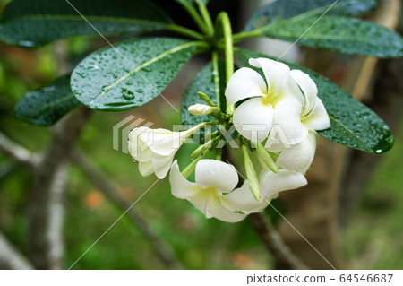 Closeup frangipani flower with raindrops on 64546687