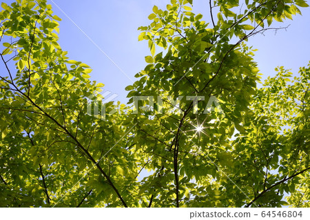 藍天和樹木 藍天和樹木 64546804