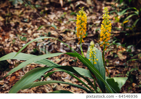Yellow fresh Calanthe lyroglossa orchid or christmas orchid Yellow fresh Calanthe lyroglossa orchid or christmas orchid 64546936