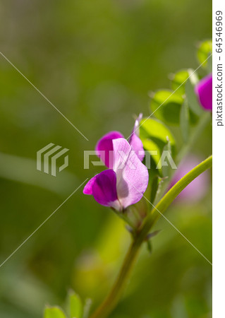 烏鴉在光 烏鴉在光 64546969