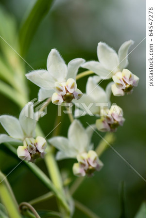 A cute flower with a mysterious white shape A cute flower with a mysterious white shape 64547278