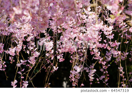 圖庫照片：垂枝櫻花黑色背景材料 64547319