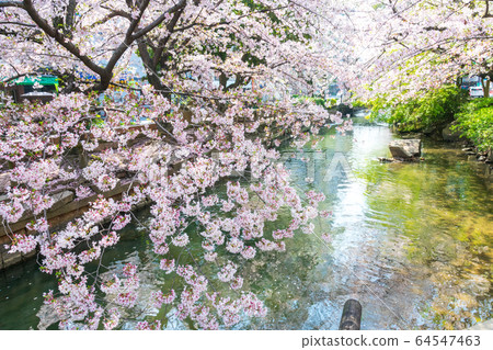 Sakura in Nishikawa Midori Park in Okayama City 64547463