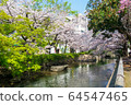 Sakura in Nishikawa Midori Park in Okayama City 64547465