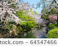 Sakura in Nishikawa Midori Park in Okayama City 64547466