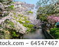 Sakura in Nishikawa Midori Park in Okayama City 64547467