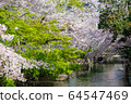 Sakura in Nishikawa Midori Park in Okayama City 64547469