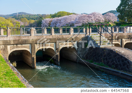 倉敷市小月公園的櫻花 64547568