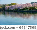 Sakura in Satsuki Park in Kurashiki City 64547569