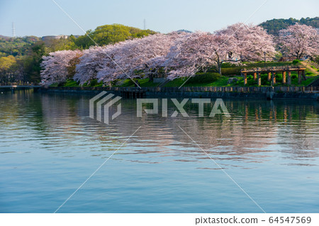 倉敷市小月公園的櫻花 64547569