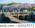 Sakura in Satsuki Park in Kurashiki City 64547571