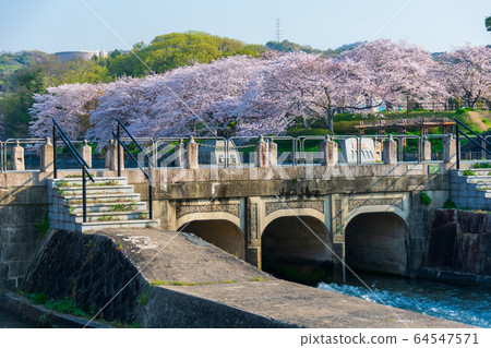 Sakura in Satsuki Park in Kurashiki City 64547571