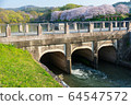 Sakura in Satsuki Park in Kurashiki City 64547572