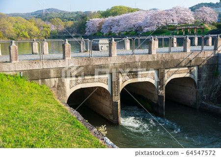 倉敷市小月公園的櫻花 倉敷市小月公園的櫻花 64547572