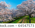 Sakura in Satsuki Park in Kurashiki City 64547573