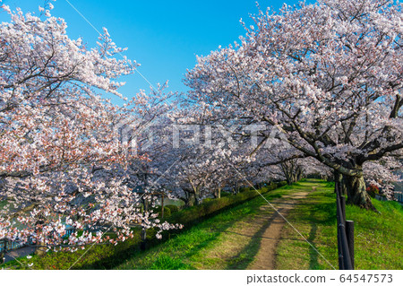 倉敷市小月公園的櫻花 倉敷市小月公園的櫻花 64547573