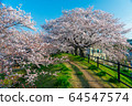 Sakura in Satsuki Park in Kurashiki City 64547574