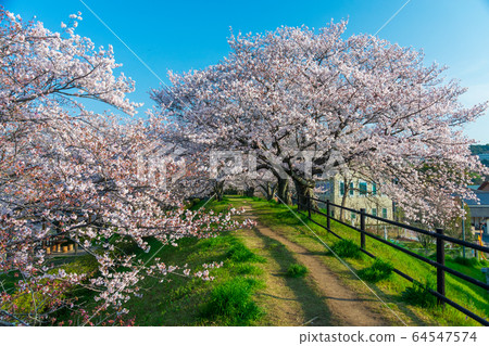 倉敷市小月公園的櫻花 倉敷市小月公園的櫻花 64547574
