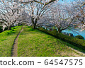 Sakura in Satsuki Park in Kurashiki City 64547575